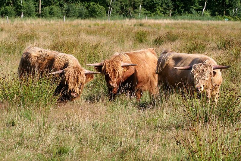 Bed and Breakfast Bed En Breakfast Kamers En Meer Het Spookhuis