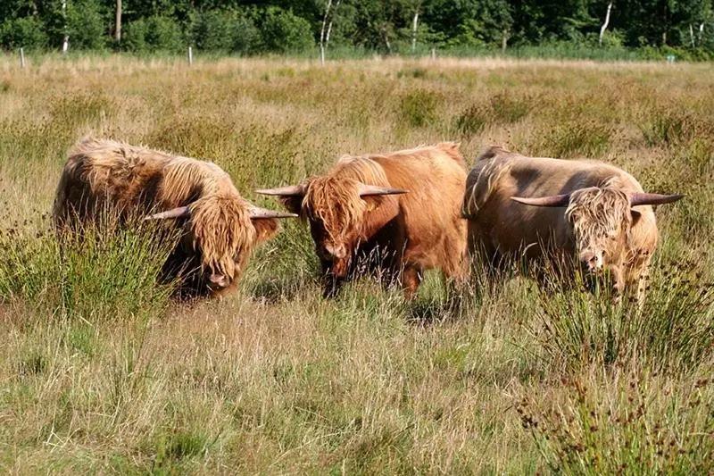 Aamiaismajoitus (B&B) Bed En Breakfast Kamers En Meer Het Spookhuis