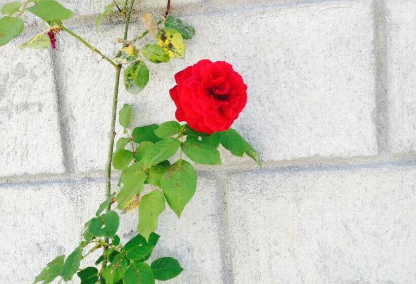 پانسیون Guest House Maxim