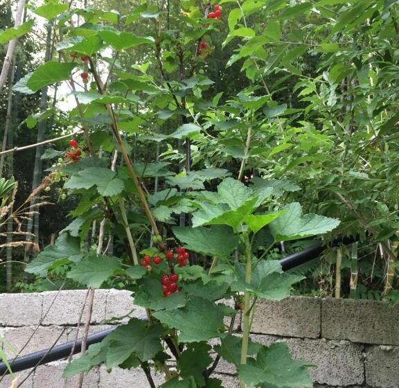 پانسیون Guest House Maxim