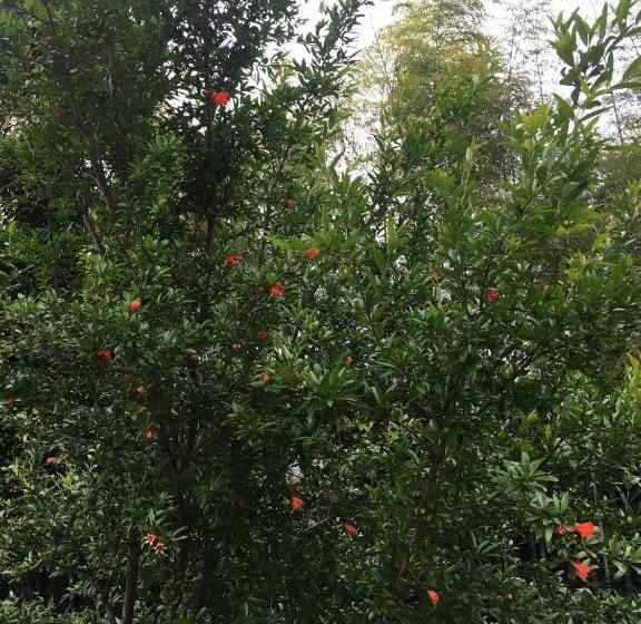 پانسیون Guest House Maxim