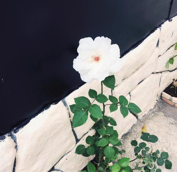 پانسیون Guest House Maxim