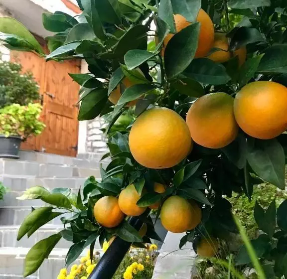 ベッドアンドブレックファースト Grandpa’s Home