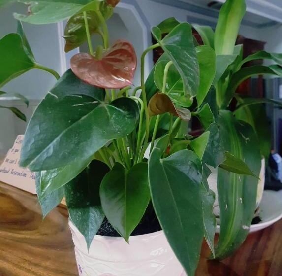 بنسيون Mama's Family Guesthouse