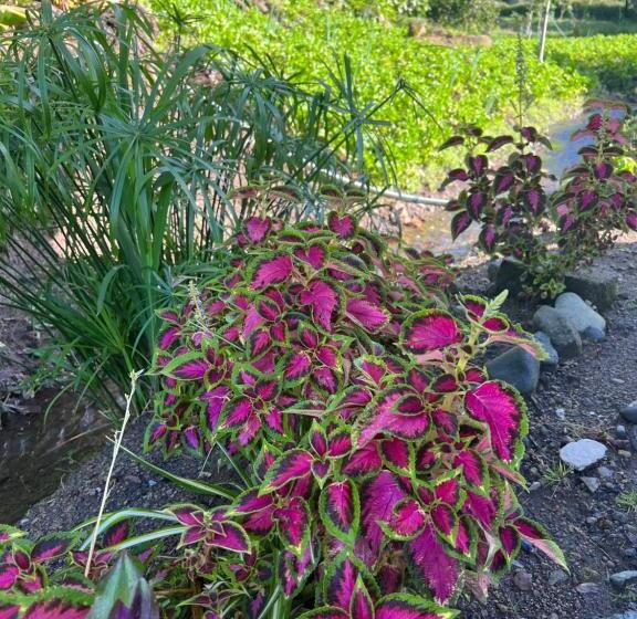 Pension Bambito´s Café & Hostel