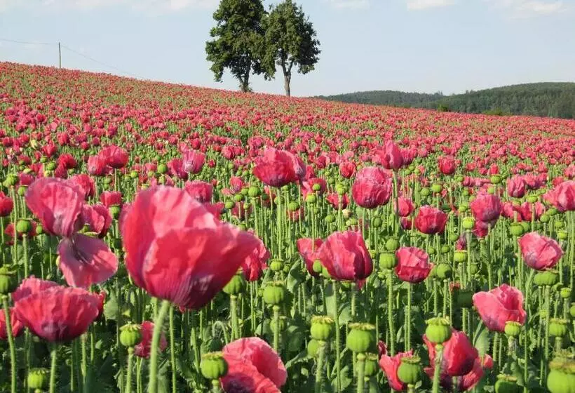 Hotelli Die Residenz