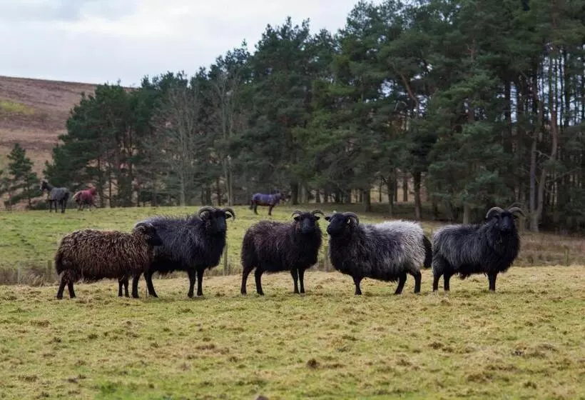 Majatalo Brown Rigg Guest Rooms