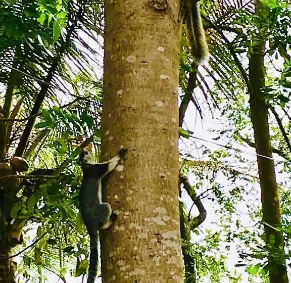 هتل Bangalawa Resort