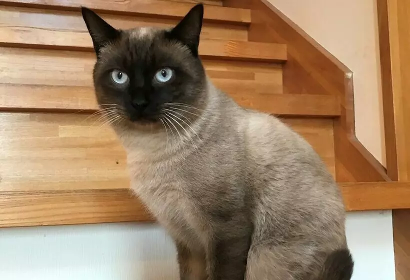 ベッドアンドブレックファースト Longfield