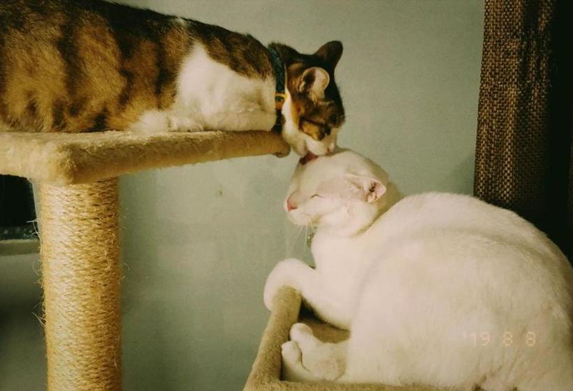 호텔 Neverwinter House