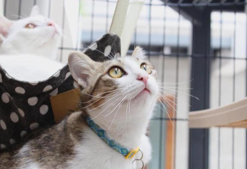 호텔 Neverwinter House