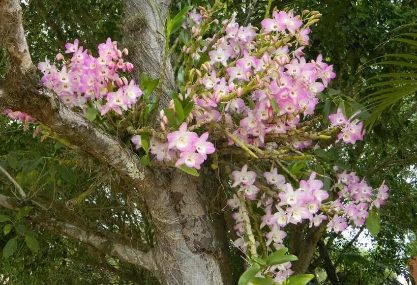 Hotelli Fazenda Ararita