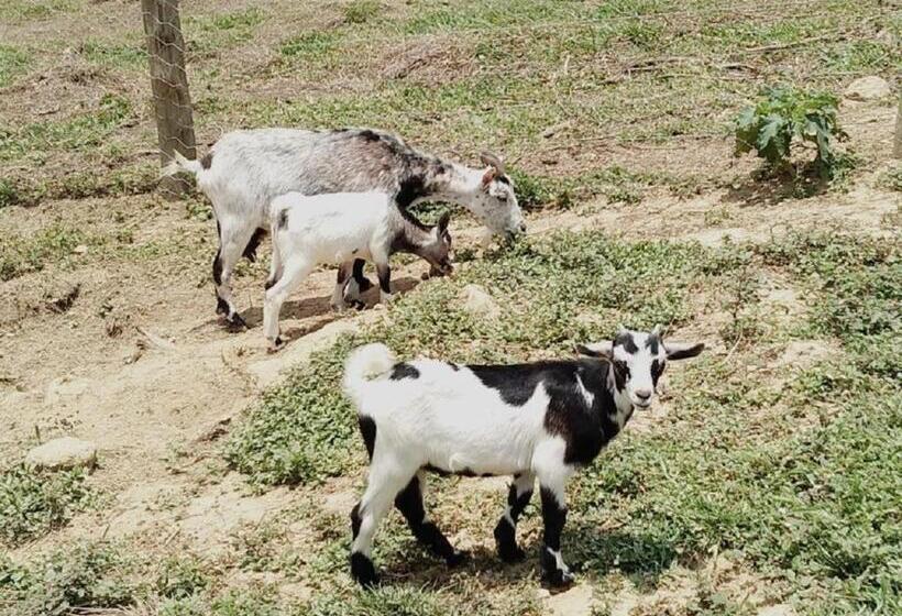 ホテル Fazenda Ararita