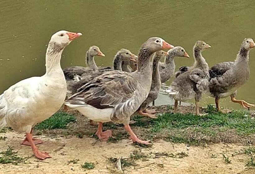 ホテル Fazenda Ararita