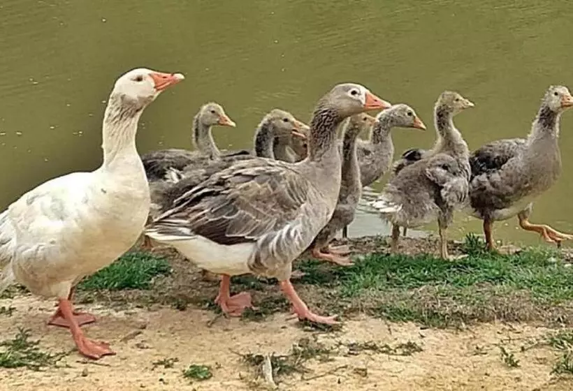 Hotelli Fazenda Ararita