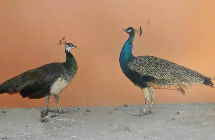 Hotelli Fazenda Ararita