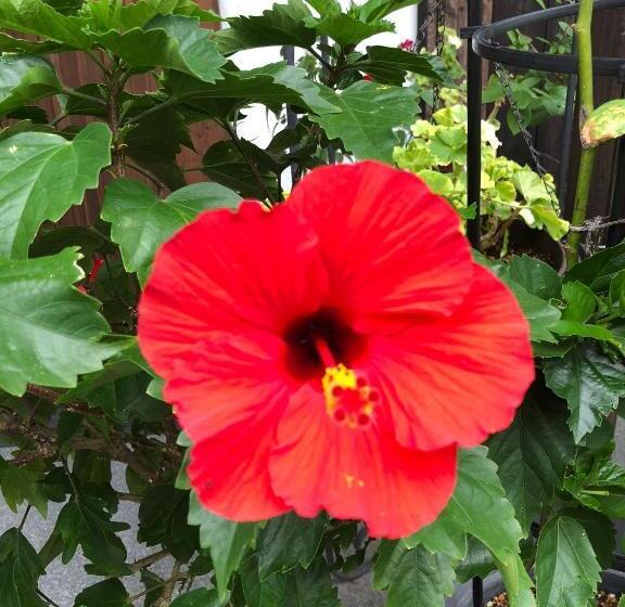 پانسیون Guest House Rokumano