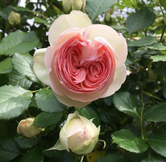 پانسیون Guest House Rokumano