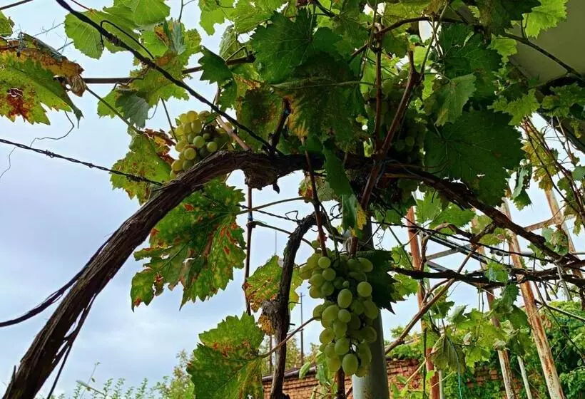 تختخواب و صبحانه Old City