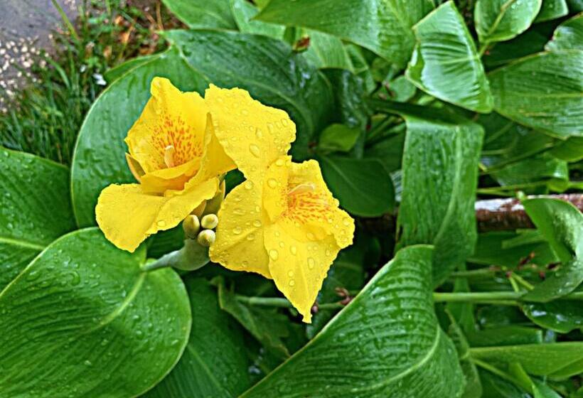 مبيت وإفطار Old City