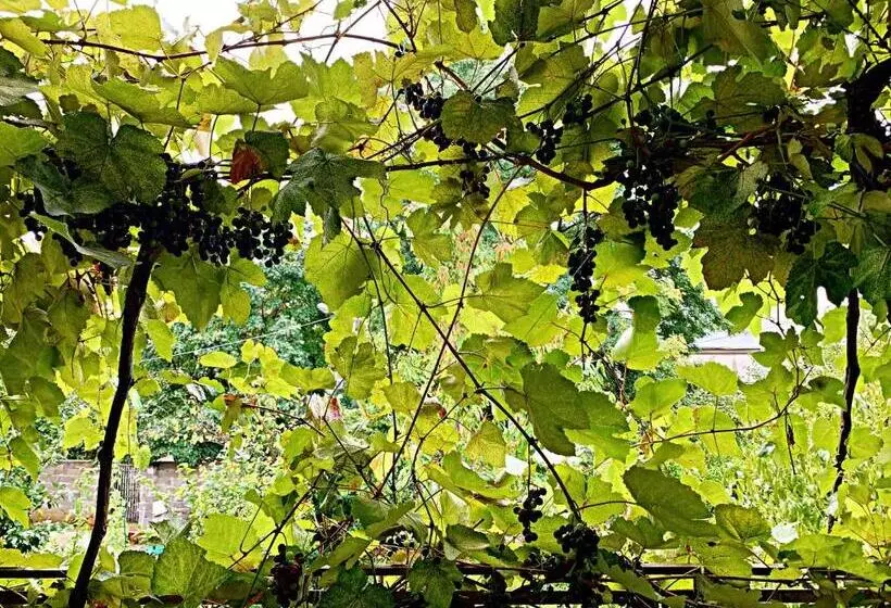 تختخواب و صبحانه Old City