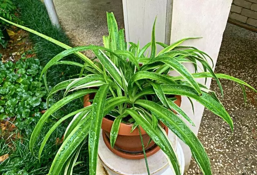 تختخواب و صبحانه Old City