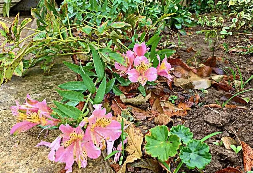 تختخواب و صبحانه Old City