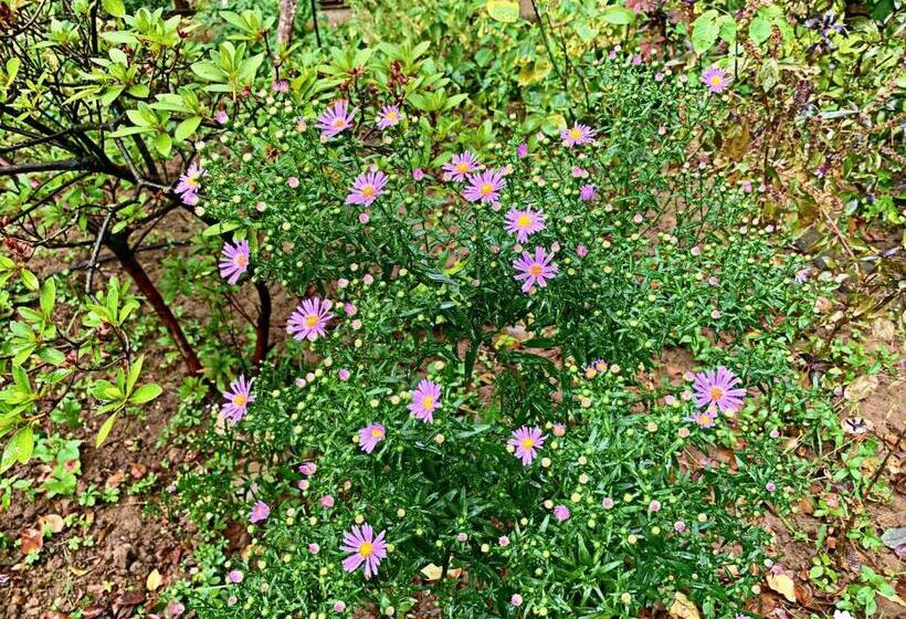 مبيت وإفطار Old City