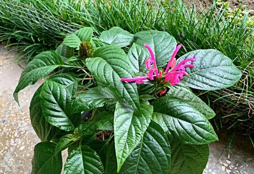 مبيت وإفطار Old City