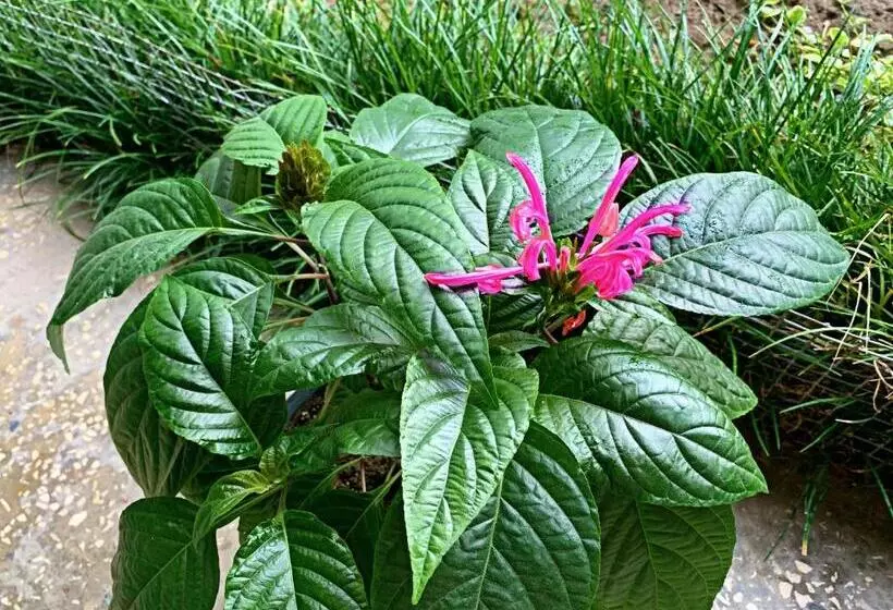 تختخواب و صبحانه Old City