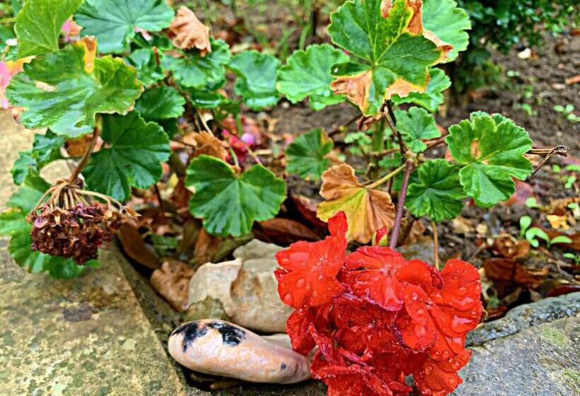 مبيت وإفطار Old City