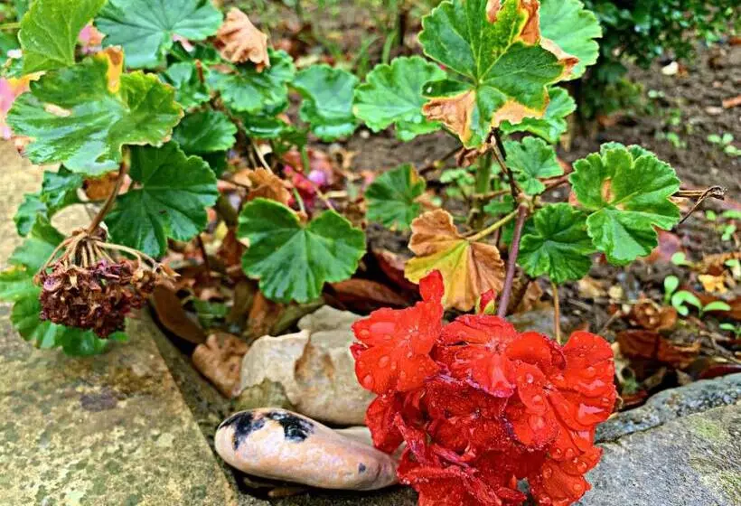 تختخواب و صبحانه Old City