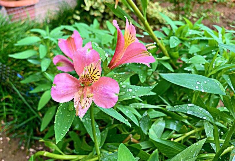 مبيت وإفطار Old City