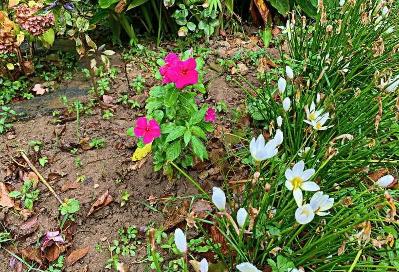 تختخواب و صبحانه Old City