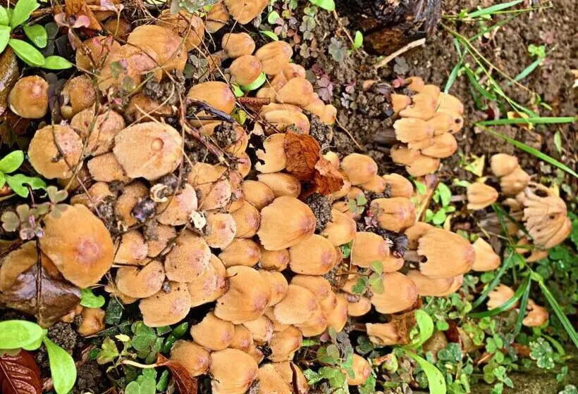 تختخواب و صبحانه Old City