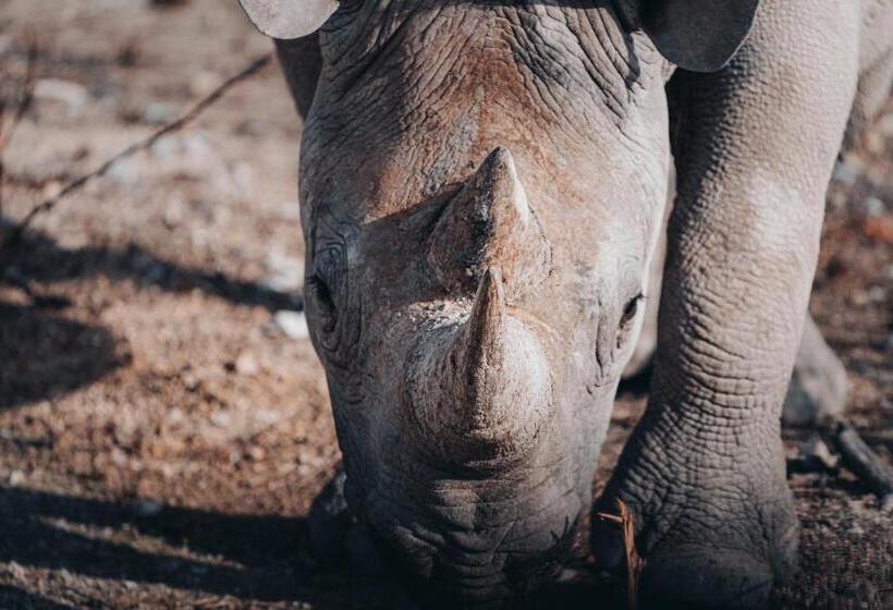 אתר נופש Mushara Bush Camp