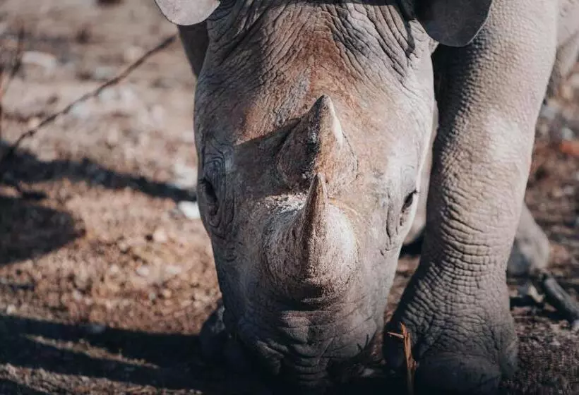 Resort Mushara Bush Camp