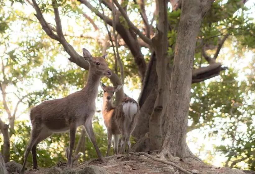 ユースホステル Ananda Chillage Yakushima