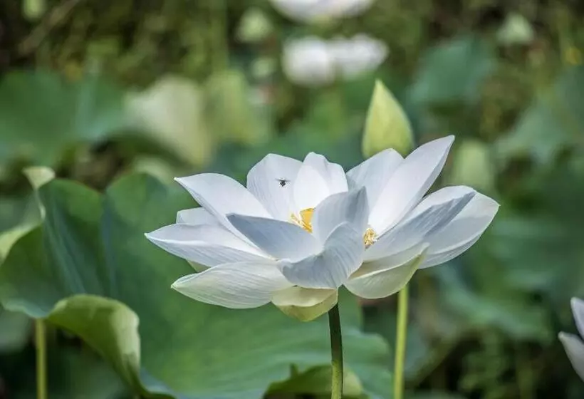 Lomakeskus Sattva Land