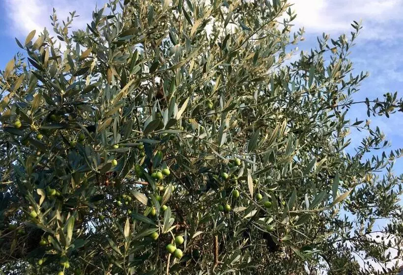 Aamiaismajoitus (B&B) C'era Una Volta Podere San Giovanni