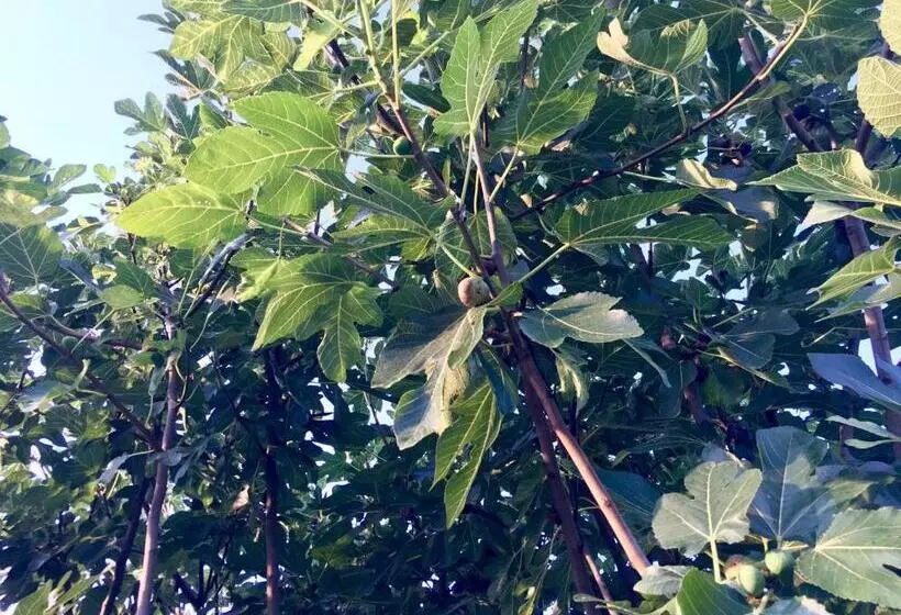 Aamiaismajoitus (B&B) C'era Una Volta Podere San Giovanni