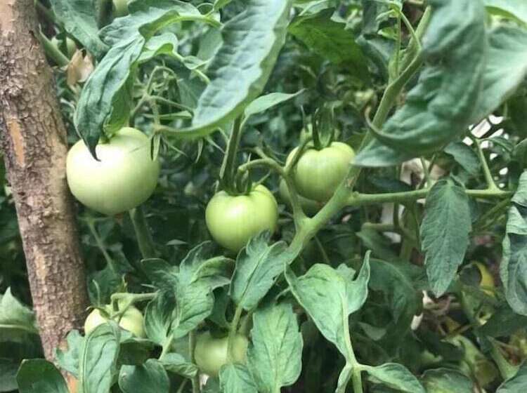 펜션 Bujtina Flowers