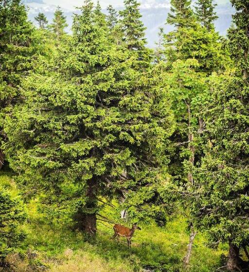 בית מלון כפרי Chata Jiriho Na Seraku