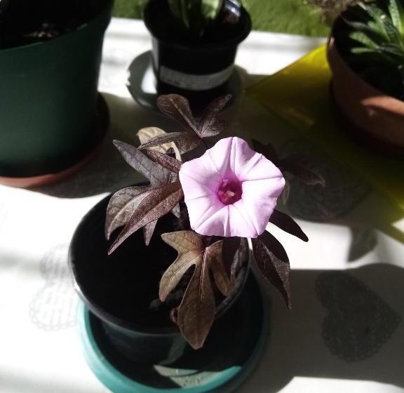 بنسيون Eve S Accommodation