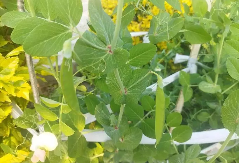 پانسیون Otentik Guesthouse