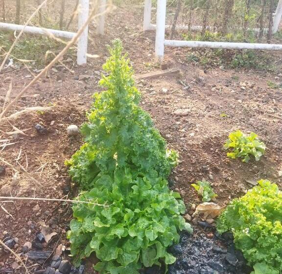 پانسیون Otentik Guesthouse