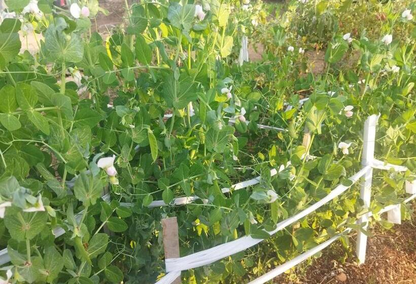 پانسیون Otentik Guesthouse