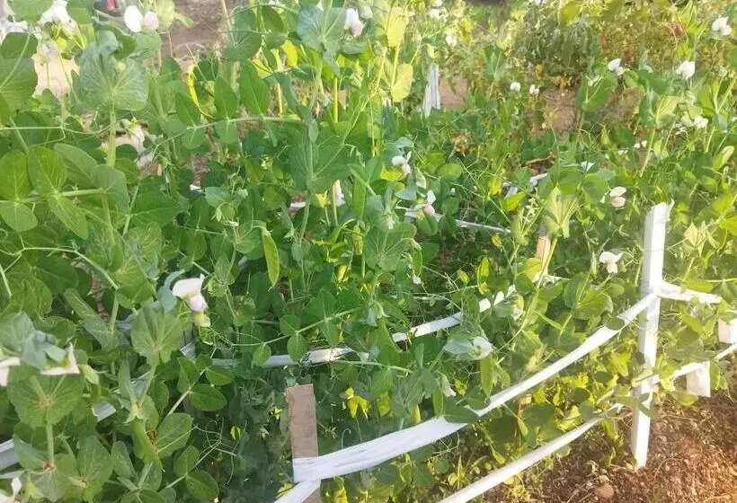 پانسیون Otentik Guesthouse