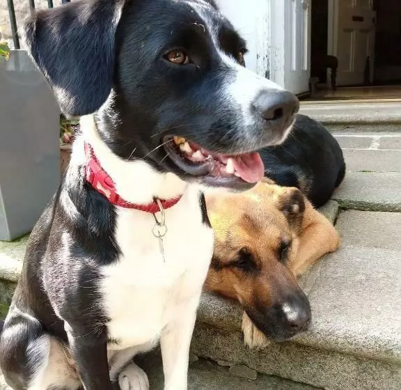 Majatalo Disblair House