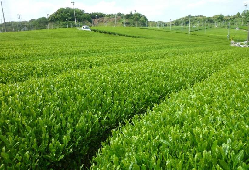 פנסיון Wakihonjin